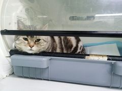 -达爱动物医院·犬猫分区·CT·复杂眼科(远洋山水分院)