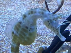 -上海海洋水族馆