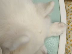 -怪兽屋·羊驼·猫咖·狗咖(俊华广场店)