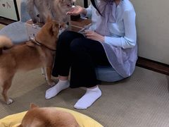 -逗柴咖啡屋·狗咖猫咖宠物桌游