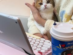 -翊宠yipet猫狗购宠庄园犬舍•猫舍