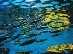 -华夏文旅海洋公园