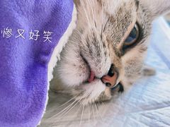 -瑞派福兴宠物医院犬猫全科·骨科·中西医结合(河东店)