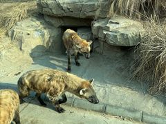 -北京野生动物园