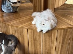 -飞行喵MR PILOT|猫舍·猫咖(静安大融城店)