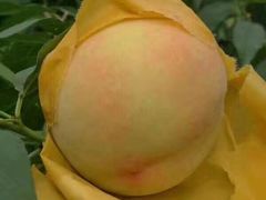 -南汇新场正宗水蜜桃采摘