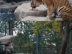 -上海野生动物园
