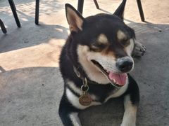 -柴犬高等学院·狗咖·柴犬售卖·宠物训练