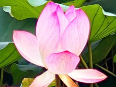 -荔湾湖公园