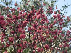 -定福家园幼儿园