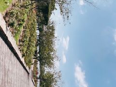 -顾村公园