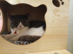 -猫爷宠物生活馆·撸猫馆