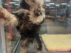 -FAELING PETS美天灵宠物(合生汇店)