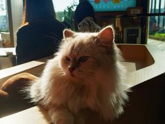 -瞄一喵猫咖(格力海岸店)