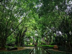 -瑞丽独树成林风景区