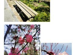 -花开海上生态园