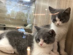 -飞行喵MR PILOT|猫舍·猫咖(静安大融城店)