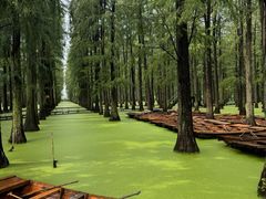 -渌洋湖湿地公园
