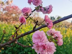 -天适樱花悠乐园