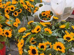 -循礼门鲜花花市(武汉循礼门店)