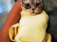 -PETKIT小佩宠物·低压洗护(国顺东路店)