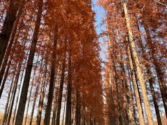 -黄海国家森林公园