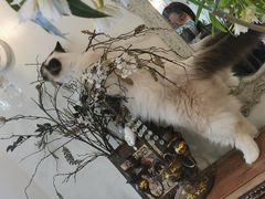 -共舞时光猫咖·狗咖(新街口店)