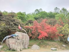 -贵州百里杜鹃风景名胜区