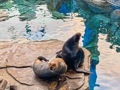 -海合安武汉极地海洋公园