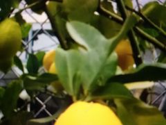 -三圣花乡旅游区