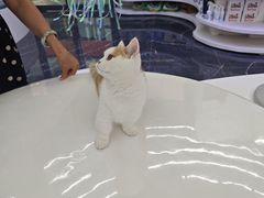 -小猫来了·猫舍(红山六九七九店)