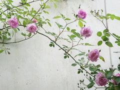 -拙政园