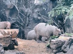 -红山森林动物园