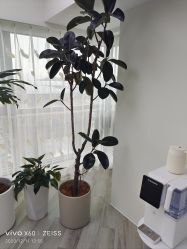 -HEYAN荷妍专业脱毛连锁机构