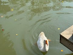 -玄武湖景区-情侣园游乐场