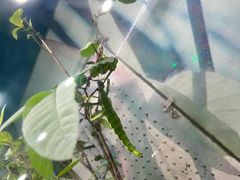 -上海大自然野生昆虫馆(东方明珠·爬宠昆虫探索中心)