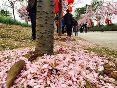 -天适樱花悠乐园