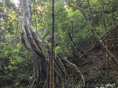 -西双版纳原始森林公园