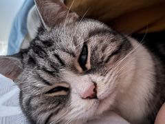 -瑞鹏宠物医院犬猫全科(真大分院)