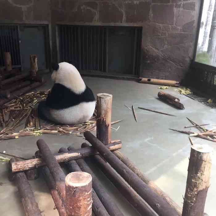 成都大熊猫繁育研究基地游客中心b区b区