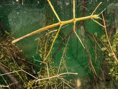-上海大自然野生昆虫馆(东方明珠·爬宠昆虫探索中心)