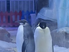 -上海海昌海洋公园