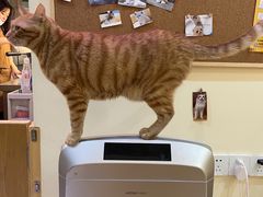 -滚猫咖啡·猫咖·猫友好撸猫(未来城店)