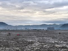 -北岐滩涂