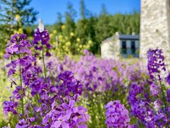 -喀纳斯鸿福生态度假酒店