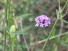 -西京湾花海