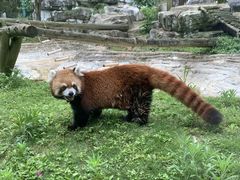 -黔灵山公园