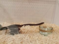 -酷以爬仙阁实体爬宠店·守宫·蜥蜴·专业繁育