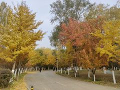 -长白岛森林公园