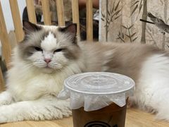 -楼上猫咖(罗湖店)